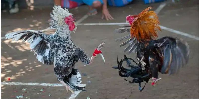 Lợi ích khi trải nghiệm đá gà cựa dao tại i9bet
